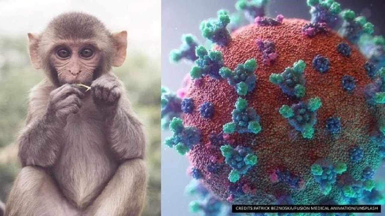 واکسن آبله میمون برای کودکان ضروری است؟ | روش های انتقال آبله میمونی