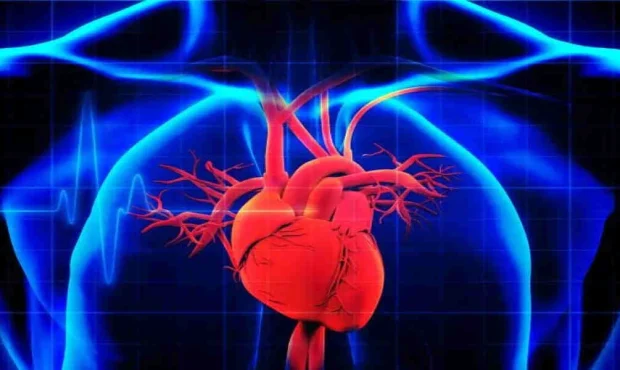 کشف عمیق در دانستنی‌های قلب: از نحوه کار تا شگفتی‌های خارق‌العاده درون قلب انسان