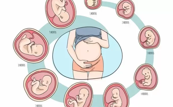 مراحل تحول جنین از لحظه لقاح تا تولد: از اسپرم تا جنین، چه اتفاقاتی می‌افتد؟