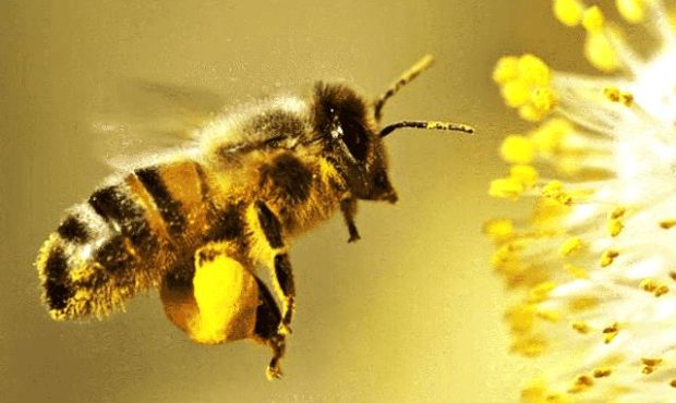 خواص گرده زنبور عسل و راهنمای مصرف