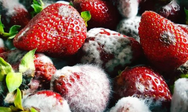 پس از خوردن میوه کپک‌زده، چه موادی می‌توانند مفید باشند؟
